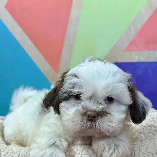 Oakley