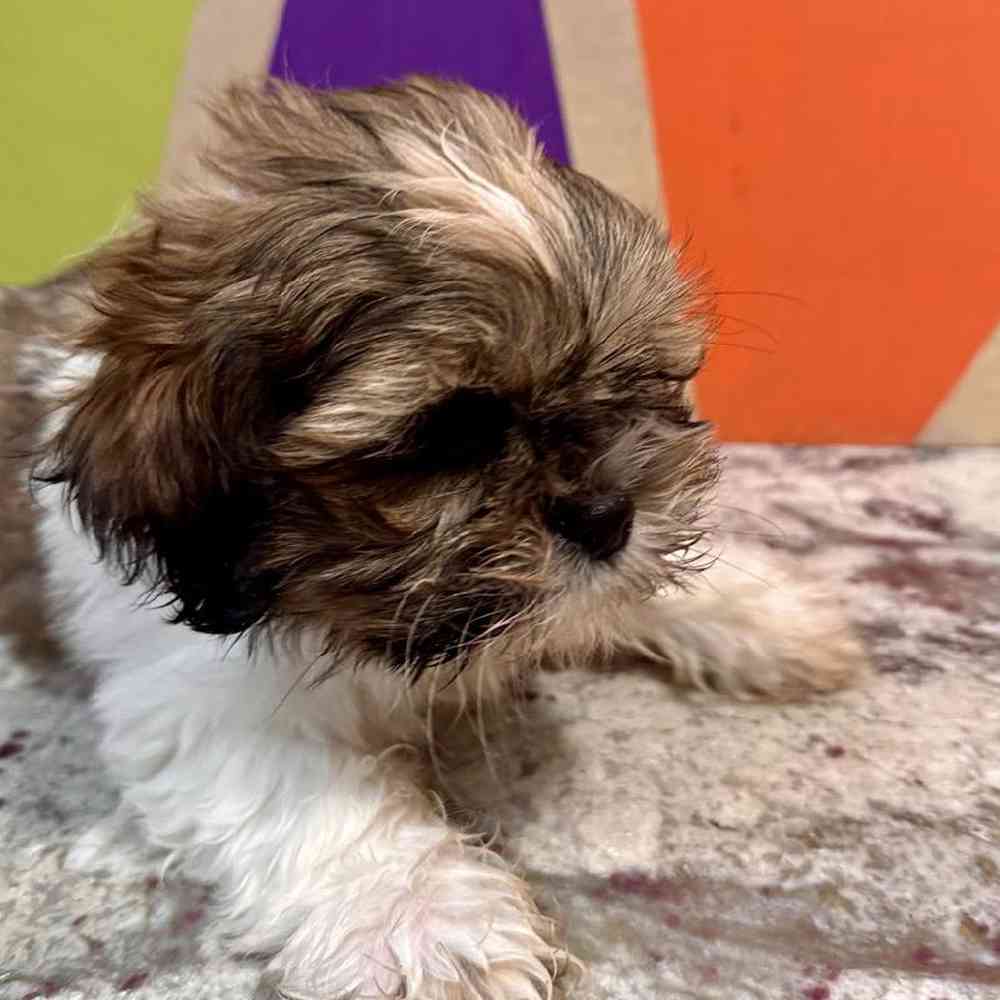 carousel pet images