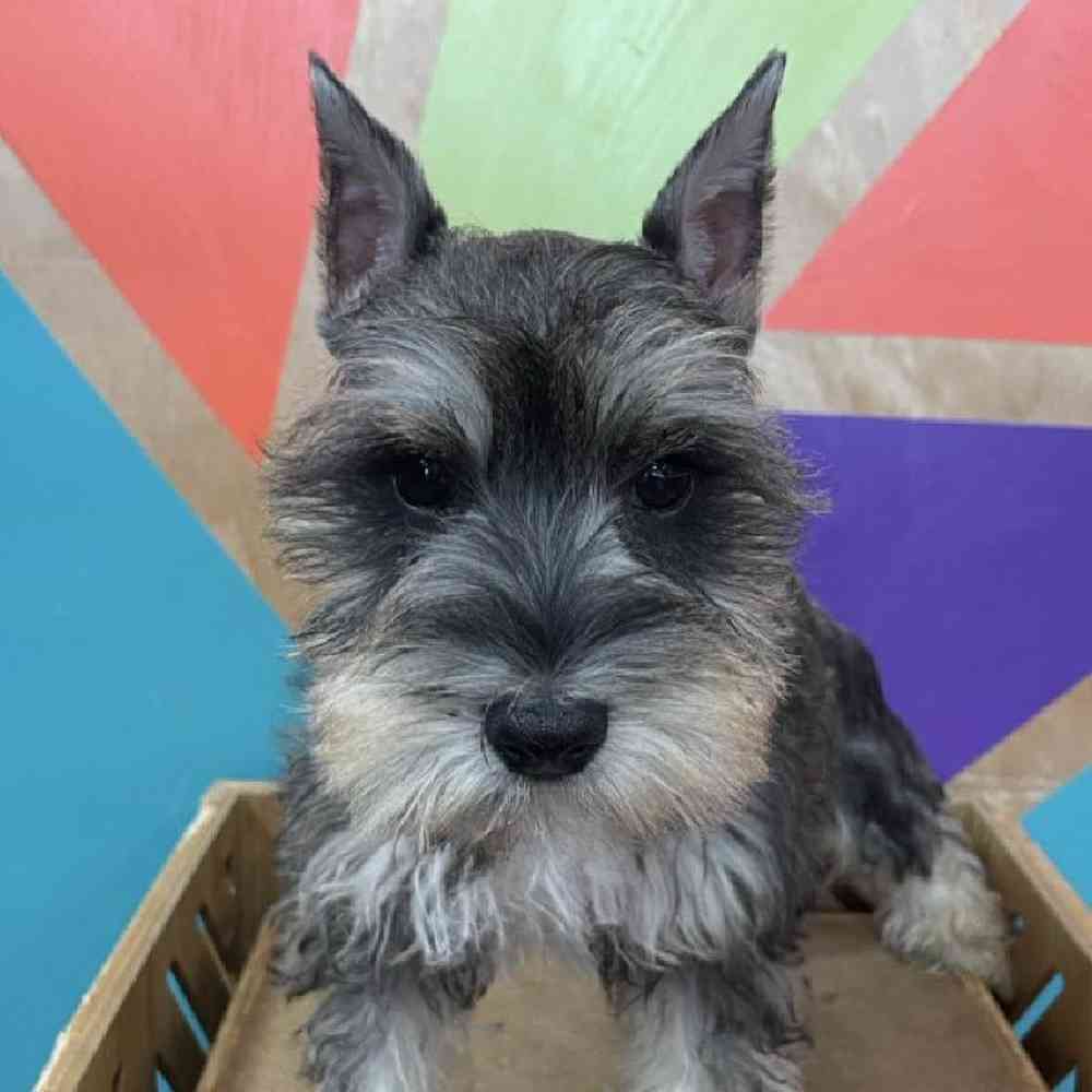carousel pet images