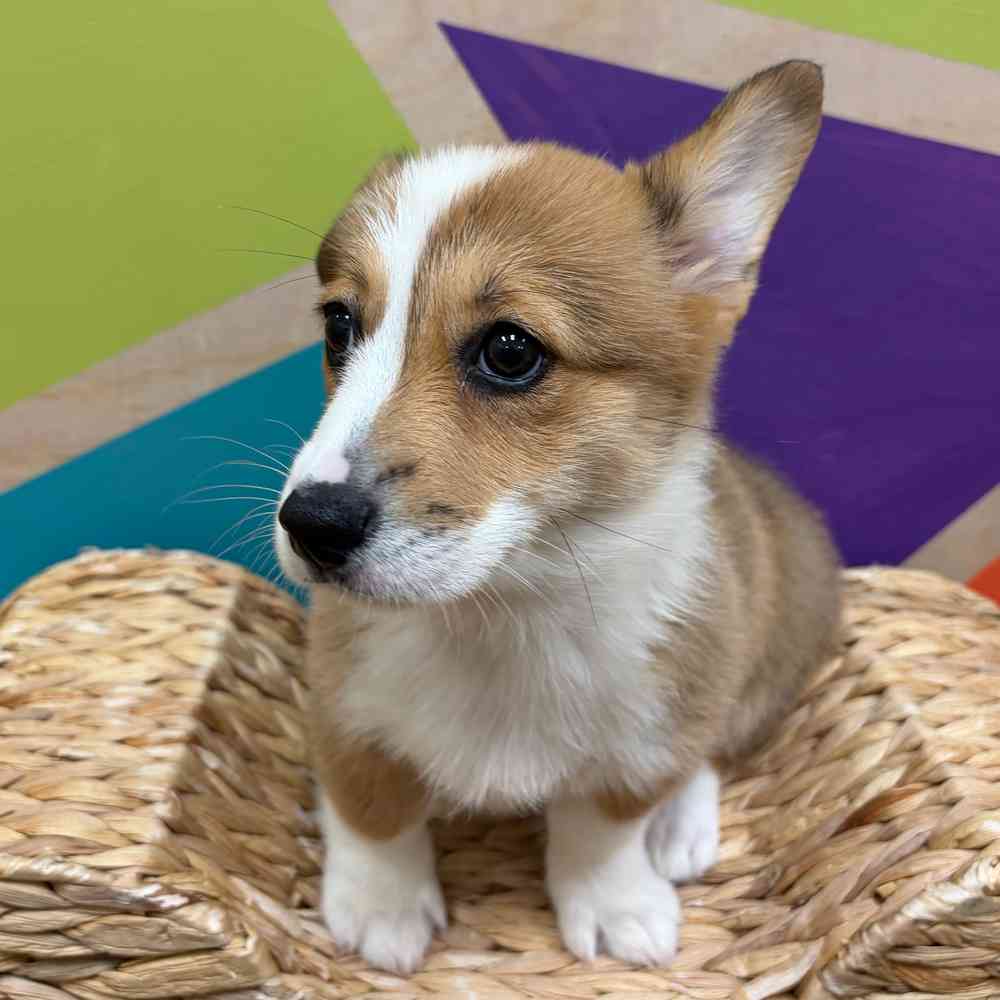 carousel pet images