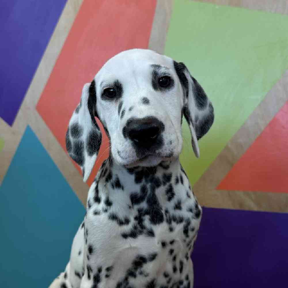 carousel pet images