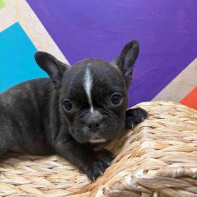 Frenchton