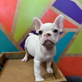 French Bulldog