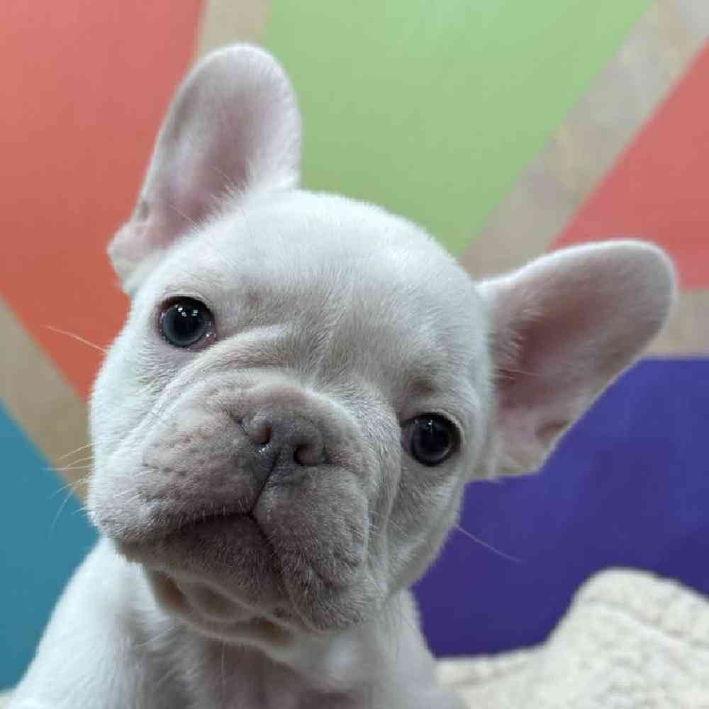 Image of a pet breed in the gallery