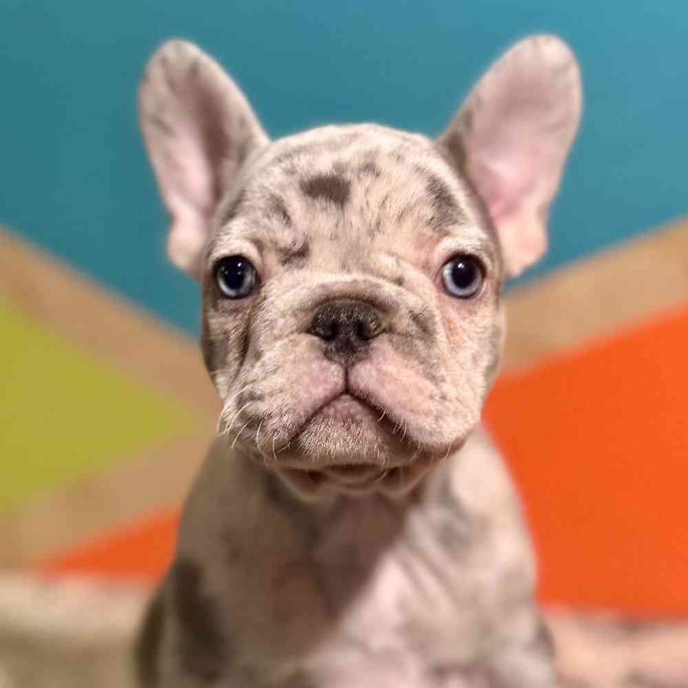 Female French Bulldog Puppy for Sale in Rogers, AR
