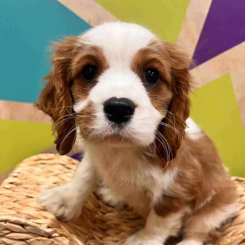carousel pet images