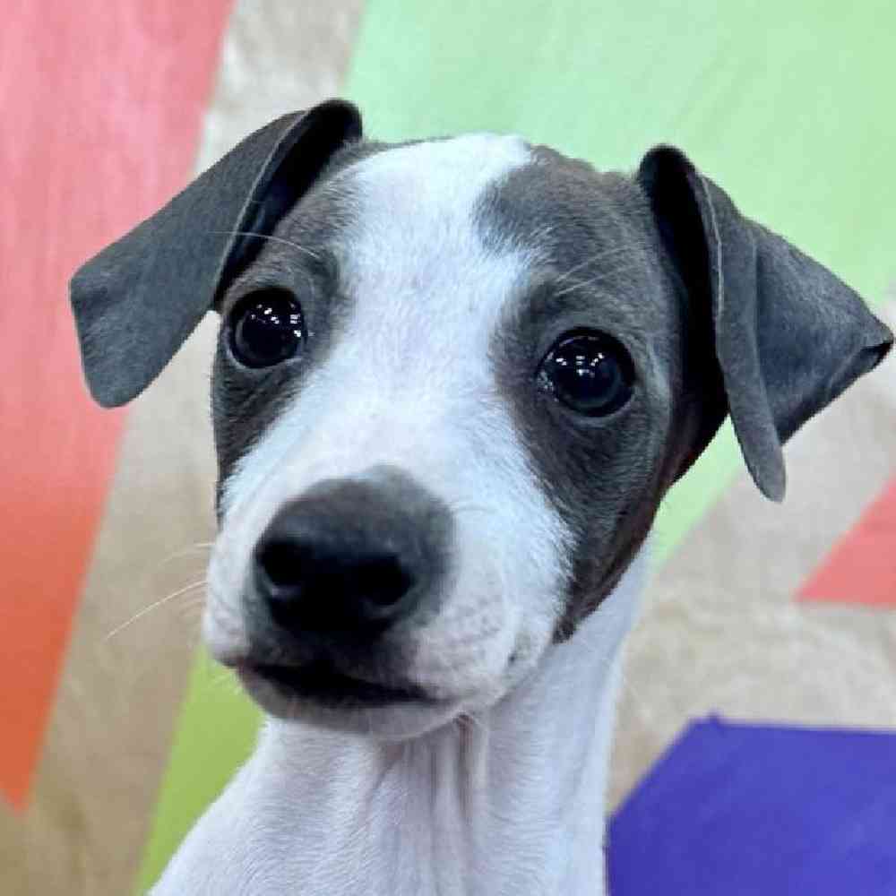 Male Italian Greyhound Puppy for Sale in Joplin, MO