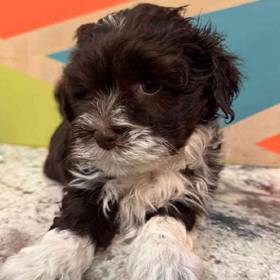 Havanese