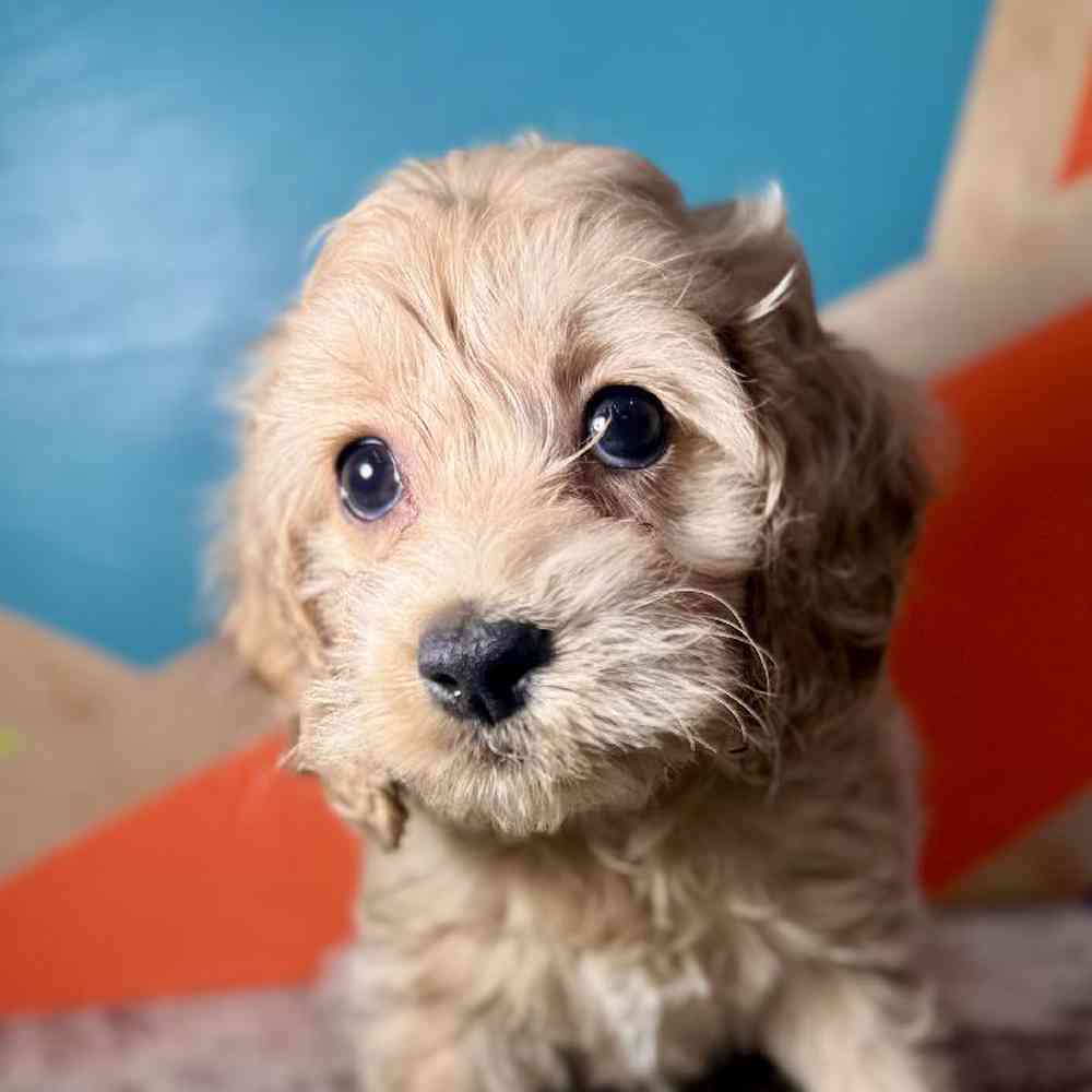 Female Cockapoo Puppy for Sale in Rogers, AR