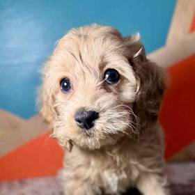 Cockapoo