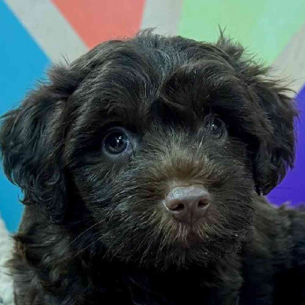 Male Schnoodle Puppy for Sale in Joplin, MO