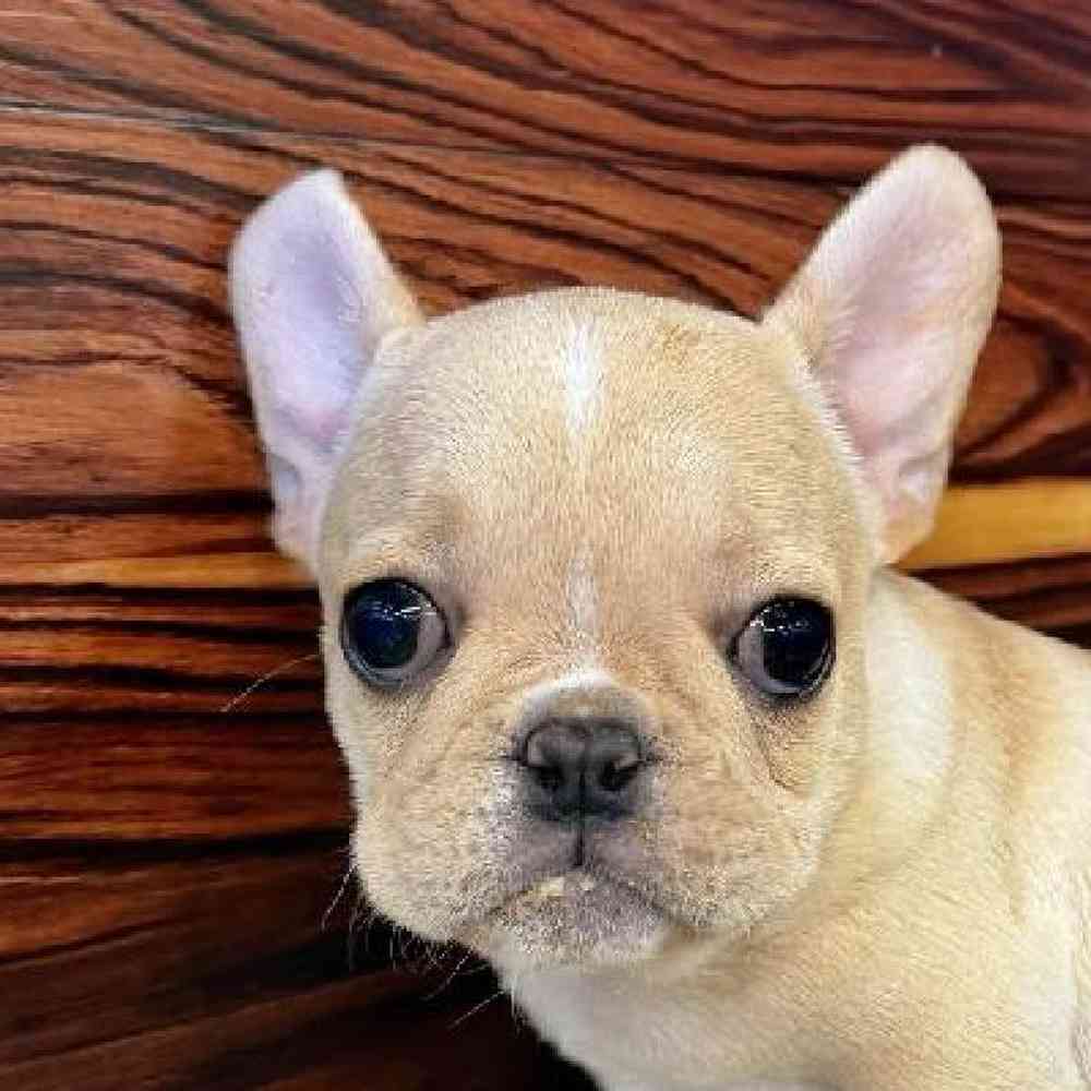 Image of a pet breed in the gallery