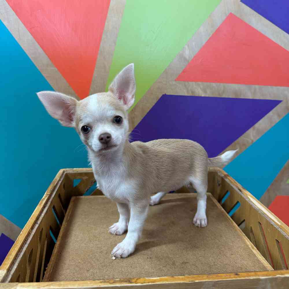 Image of a pet breed in the gallery