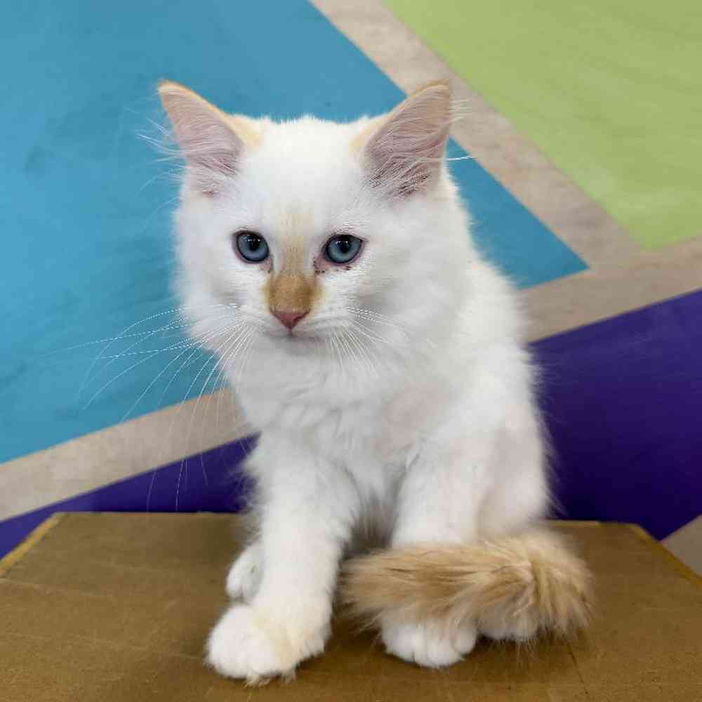 Image of a pet breed in the gallery