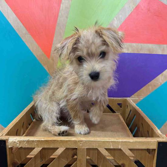 Benji
