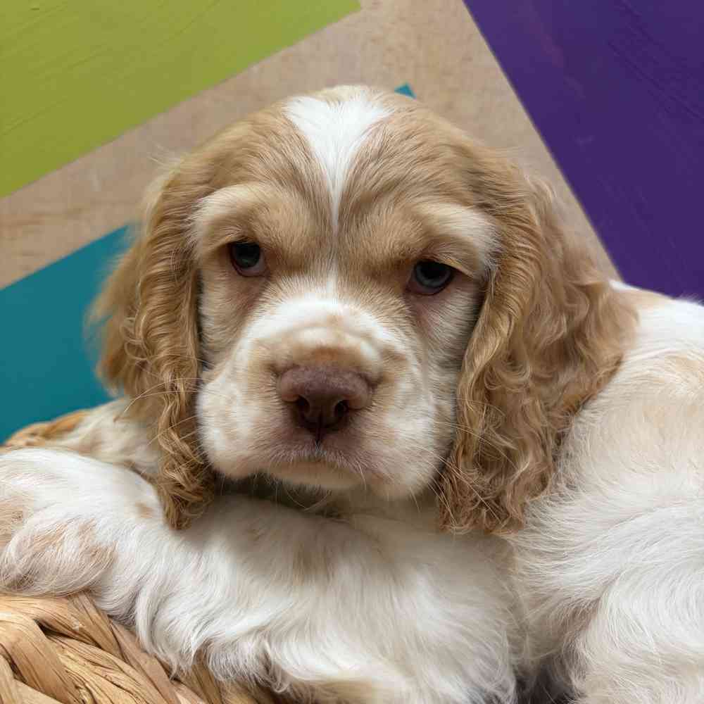 Image of a pet breed in the gallery