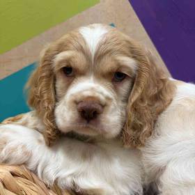 Cocker Spaniel