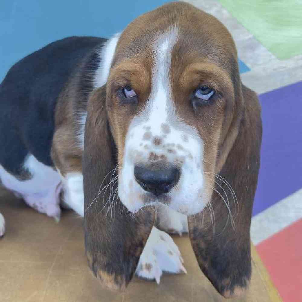 carousel pet images