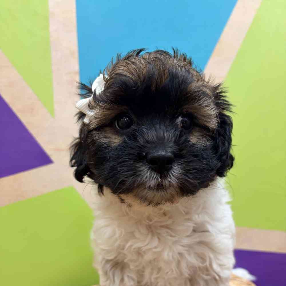 Image of a pet breed in the gallery