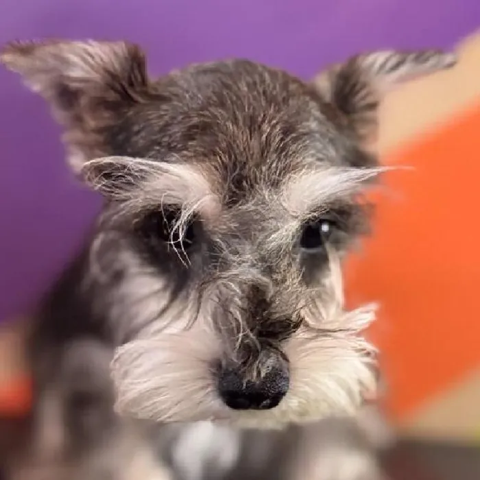 Male Mini Schnauzer puppy named Arthur for sale at Petland Fayetteville.