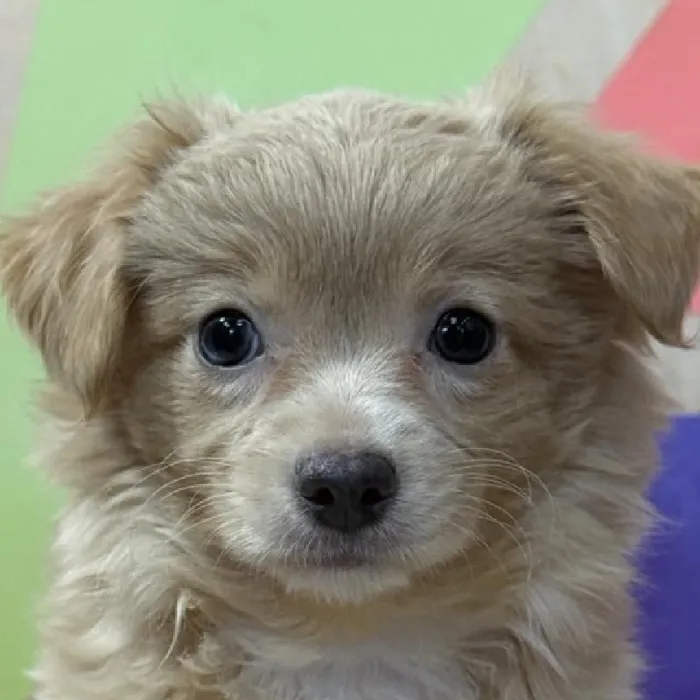 Male Chihuahua puppy named Chewy for sale at Petland Joplin.
