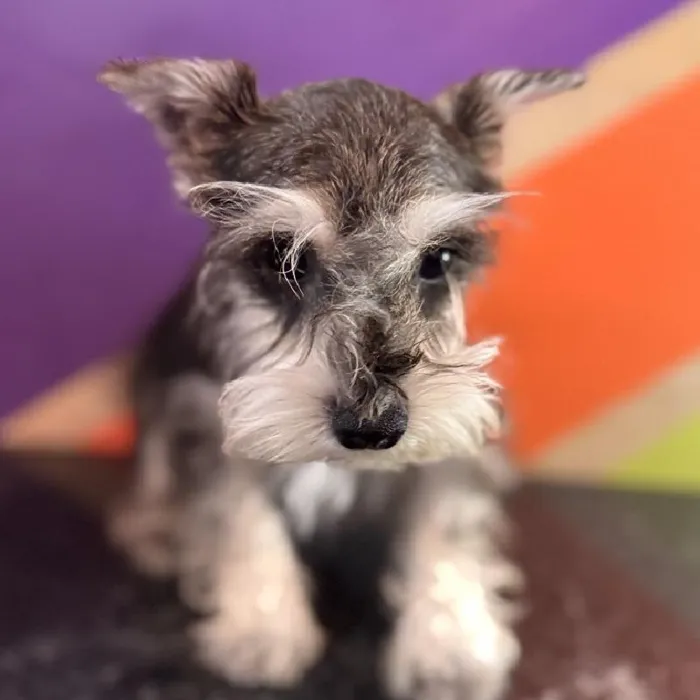 Male Mini Schnauzer puppy named Arthur for sale at Petland Fayetteville.