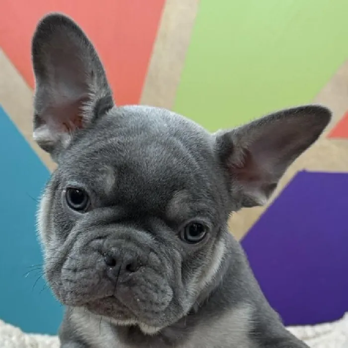 Male French Bulldog puppy named Roe for sale at Petland Joplin.